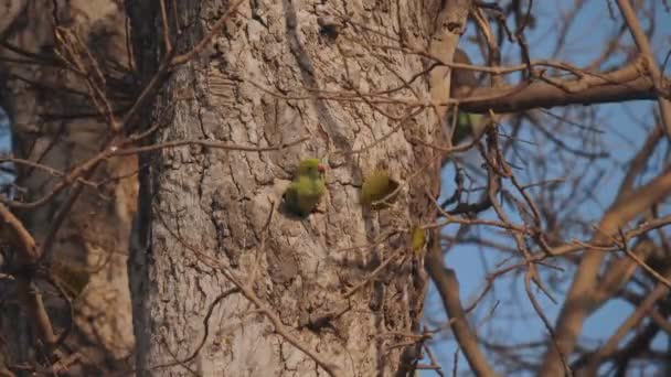 インドのアグラの木に巣穴を残すローズリングパレットの高フレームレートショット — ストック動画
