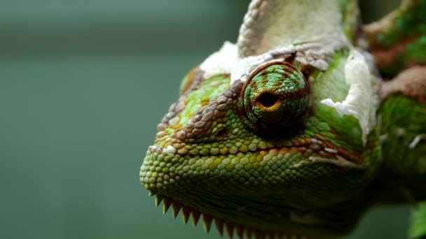 Zbliżenie Zasłonięty Kameleon Poruszając Jego Oko Patrzeć Różnych Kierunkach — Wideo stockowe