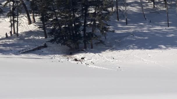 Длинный Снимок Стаи Волков Кормящих Лося Быка Зимой Национальном Парке — стоковое видео