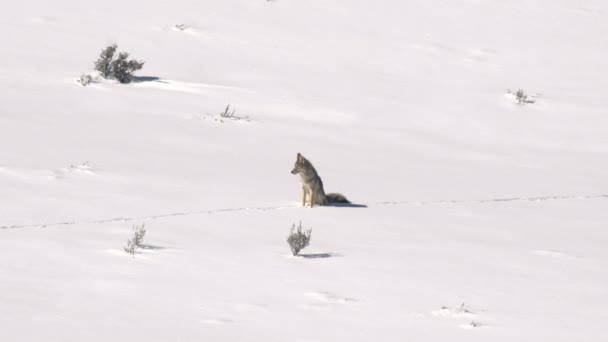 Tiro Longo Coiote Sentado Neve Durante Inverno Parque Nacional Yellowstone — Vídeo de Stock