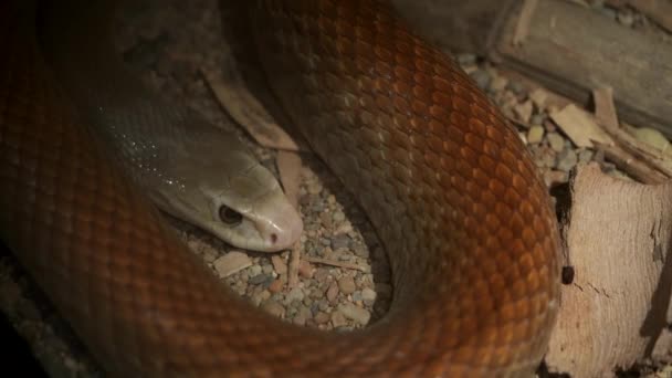 放大在休息的澳大利亚沿海大平蛇的头部 世界上第三大毒蛇 — 图库视频影像