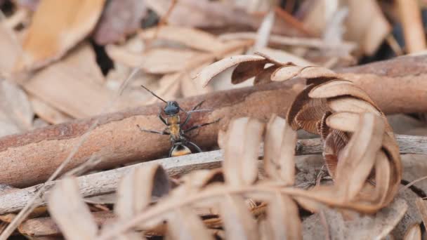 Υψηλό Ποσοστό Καρέ Κοντά Από Ένα Χρυσό Ουρά Ακανθώδες Μυρμήγκι — Αρχείο Βίντεο
