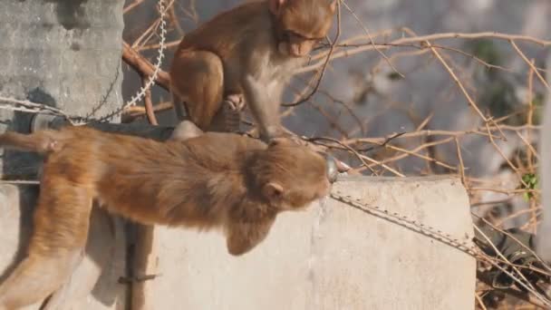 Clip Fréquence Image Élevée Une Paire Singes Macaques Buvant Dans — Video