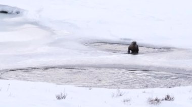 Montana, ABD 'deki Yellowstone Ulusal Parkı' nda alabalık yiyen bir su samurunun ön görüntüsü.