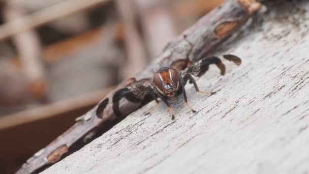 High Frame Rate Close Shot Australian Signal Fly Lenophila Dentipes — Stock Video