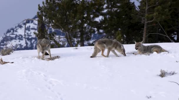 2匹のコヨーテの冬の撮影とウサのモンタナ州のイエローストーン国立公園を歩く1人 — ストック動画