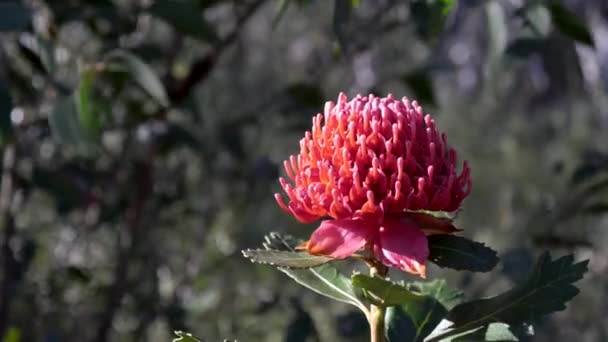 Suwak Klip Piękny Kwiat Waratah Parku Narodowym Brisbane Wody Nsw — Wideo stockowe