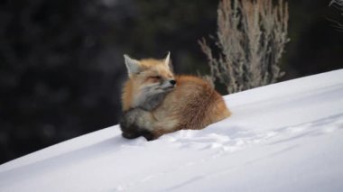 Kızıl Tilki uzanmış, Yellowstone Ulusal Parkı 'ndaki karlı Lamar Vadisi' ne bakıyor.