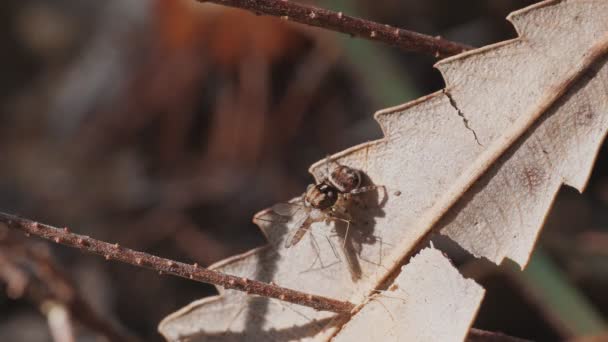 Clip Alta Velocidad Fotogramas Una Araña Maratus Volans Juvenil Alimentándose — Vídeo de stock
