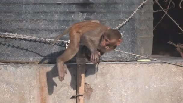 印度阿格拉市一只用水龙头喝水的猕猴的高帧率特写镜头 — 图库视频影像