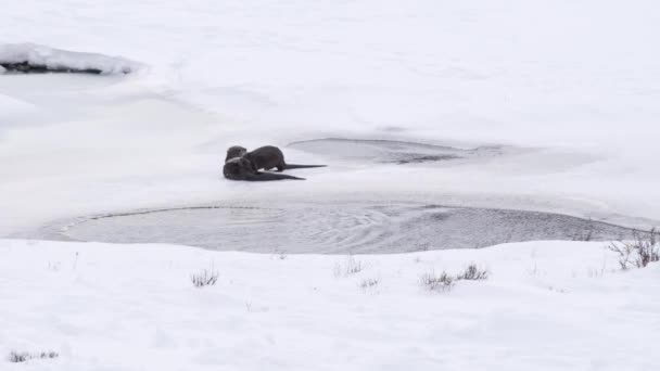 Winter Shot Van Rivier Otters Rollen Sneeuw Yellowstone National Park — Stockvideo