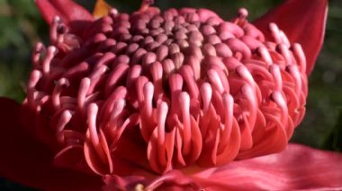 Avustralya 'daki Brisbane Water Ulusal Parkı' nda NSW Waratah 'ın aşırı yakın çekim görüntüsü.