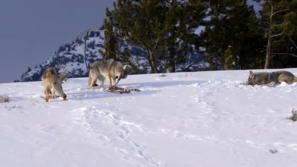 Plan Hiver Trois Coyotes Nourrissant Des Une Carcasse Dans Parc — Video