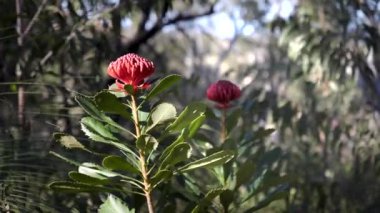 Avustralya 'daki Brisbane Water Ulusal Parkı' nda çiçek açmış iki Waratah bitkisinin geniş açılı görüntüsü.