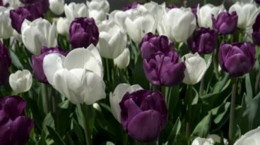 Avustralya 'nın başkenti Avustralya' daki Canberra Floriade Festivali 'nde beyaz ve mor lale gösterisi.