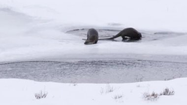 Montana, ABD 'deki Yellowstone Ulusal Parkı' ndaki gölete dalan iki su samurunun kış çekimi.