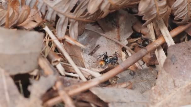 几种金尾刺蚂蚁在澳大利亚森林中觅食的高帧率夹 — 图库视频影像