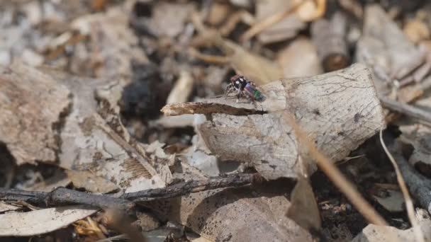 雄蛙的高帧率片段 蜘蛛从棍子上跳下 田鼠是一种澳大利亚孔雀蜘蛛 — 图库视频影像