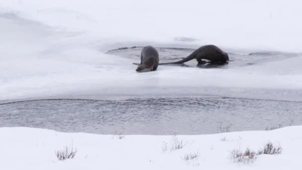 Zimní Záběr Dvou Říčních Vydr Potápějících Rybníka Yellowstone National Park — Stock video