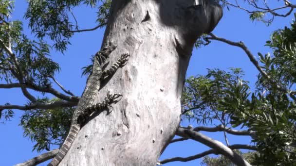 澳大利亚新南威尔士Wyrrabalong国家公园树上花边监测器蜥蜴的低角度镜头 — 图库视频影像