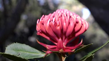 Avustralya 'daki Brisbane Water Ulusal Parkı' nda canlı kırmızı bir NSW Waratah çiçeğinin yakınında.