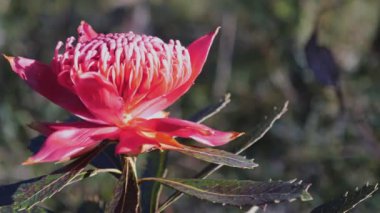 Avustralya 'daki Brisbane Water Ulusal Parkı' ndaki bir waratah çiçeğinin yüksek çerçeve sürgülü çekimi