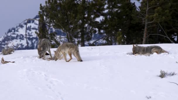 Plan Hivernal Coyote Tirant Sur Carcasse Alors Que Deux Compagnons — Video