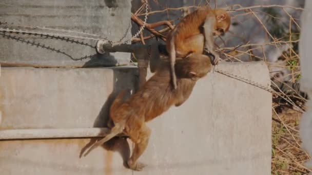 Vue Arrière Cadence Élevée Prise Vue Singe Macaque Buvant Robinet — Video