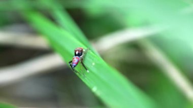 Erkek maratus, dişiye bacağını kaldırarak işaret eder. M splendens bir Avustralya tavus kuşu örümceği.