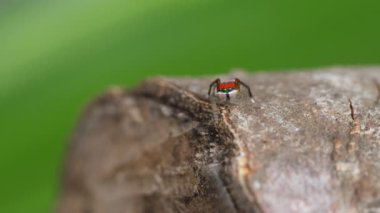 Erkek maratus görkemli örümceğin etrafında dönmesi- M splendens bir Avustralya tavuskuşu örümceği.