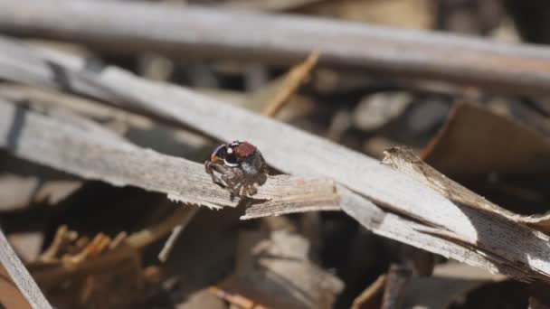 Υψηλής Ταχύτητας Clip Καρέ Ενός Sunlit Αρσενικό Mataus Volans Spider — Αρχείο Βίντεο