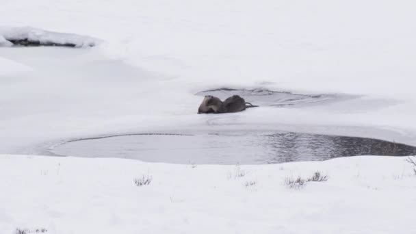 Dos Río Nutria Novio Entre Durante Invierno Parque Nacional Yellowstone — Vídeos de Stock