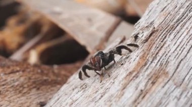 Avustralya 'daki Wyrrabalong Ulusal Parkı' ndaki ağaçta uçan bir sinyal izleme videosu.