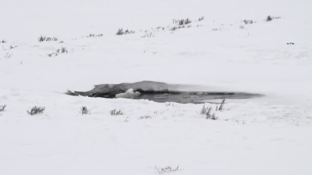 モンタナ州イエローストーン国立公園で魚を食べる2匹のオタクの冬のショット — ストック動画