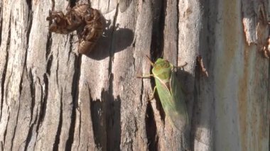 Avustralya, NSW 'de bir okaliptüs ağacına yeni doğan ağustos böceğini yakınlaştır.