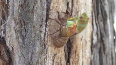 Ağustosböceği kabuğundan, Avustralya 'nın NSW kentindeki bir sakız ağacının kenarından görünüşü