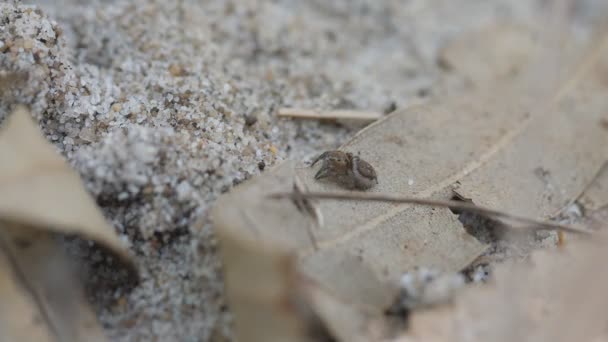 雌性袋鼠蜘蛛在枯叶上的高帧率高角度射击 Volans先生是澳大利亚孔雀蜘蛛 — 图库视频影像