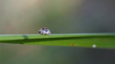 Yaprağın üzerinde yürüyen ve soldan çıkan erkek Maratus Volans 'ın yüksek çerçeve oranı klipsi. M. Volans, Avustralyalı bir tavus kuşu örümceği.