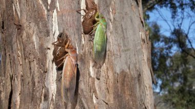 Avustralya, NSW 'de bir okaliptüs ağacında yeni ortaya çıkmış yeşil ve kahverengi bir ağustos böceği.
