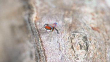 Bir erkek Maratus 'un logma-M splendens üzerindeki yüksek açılı görüntüsü Avustralyalı bir tavus kuşu örümceğidir.