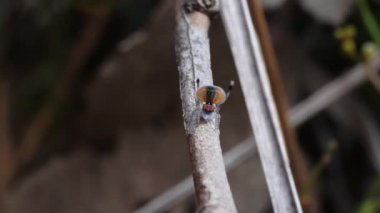 Erkek Maratus Volans 'ın kur yapmaya başladığı yüksek çerçeve oranı klibi Avustralyalı bir tavus kuşu örümceğidir.