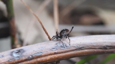 Yüksek çerçeve oranlı erkek Maratus Volans kur yapma görüntüsü. M. Volans, Avustralyalı tavus kuşu örümceği.