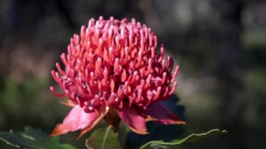 Yeni Güney Galler Waratah çiçeği Avustralya 'daki Brisbane Water Ulusal Parkı' na yakın.