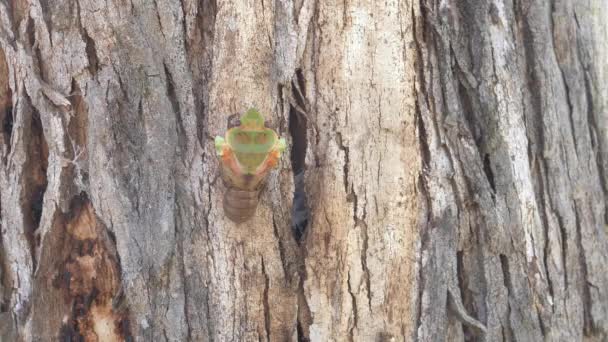 在澳大利亚Nsw的Ebor的桉树上 一只蝉从壳里跳出来的俯瞰画面 — 图库视频影像