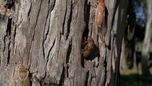 Tilt Clip Newly Emerged Cicadas Eucalyptus Tree Ebor Nsw Australia — Stock Video