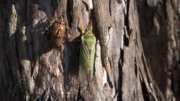 闭合的绿色的蝉和它的壳在桉树上的桉树在Ebor 澳大利亚 Nsw — 图库视频影像
