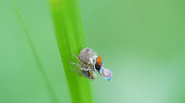 Yüksek çerçeve oranı, çiftleşen iki örümceğin yakın çekim görüntüsü. M. splendens bir Avustralya tavus kuşu örümceği.