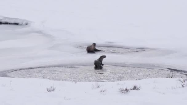 Winter Shot River Otter Running Its Companion Yellowstone National Park — Stock Video
