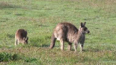 Kanguru Anne ve Joey, Avustralya 'daki Kosciuszko Ulusal Parkı' nda birlikte otluyorlar.
