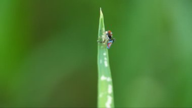 Bir erkeğin yüksek çerçeve hızındaki klipsi bir ot yaprağında örümceği görkemlendirir. M. splendens bir Avustralya tavus kuşu örümceği.